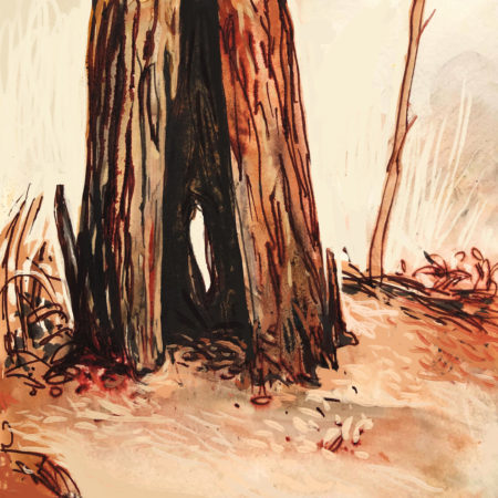 Coast redwoods contain tannin in their bark which does not burn easily – a natural flame retardant.