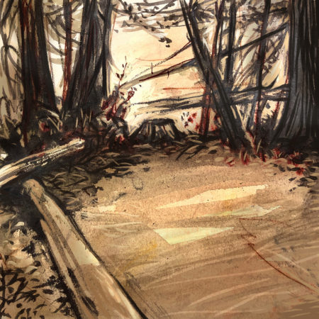 Redwoods are the tallest trees in the world, which prevent most wildfires from spreading up into the tops of trees.