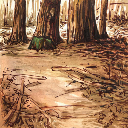 Redwoods have needles that allow them to catch fog and create fog drip that reaches down to the forest floor, reducing fire ignition, spread, and intensity.